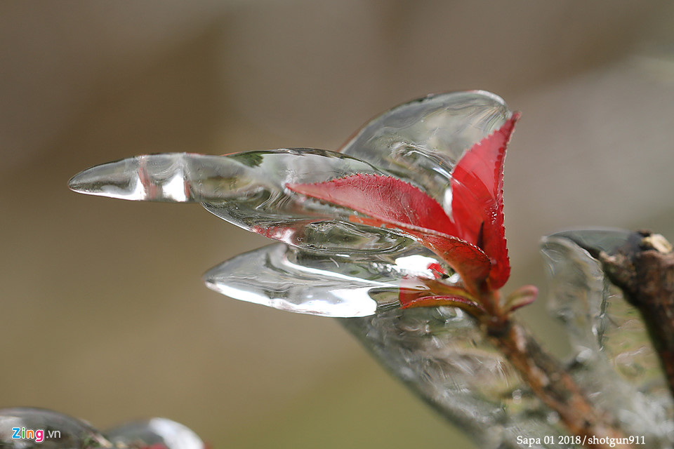 Hình ảnh macro tuyệt đẹp về băng giá Sa Pa